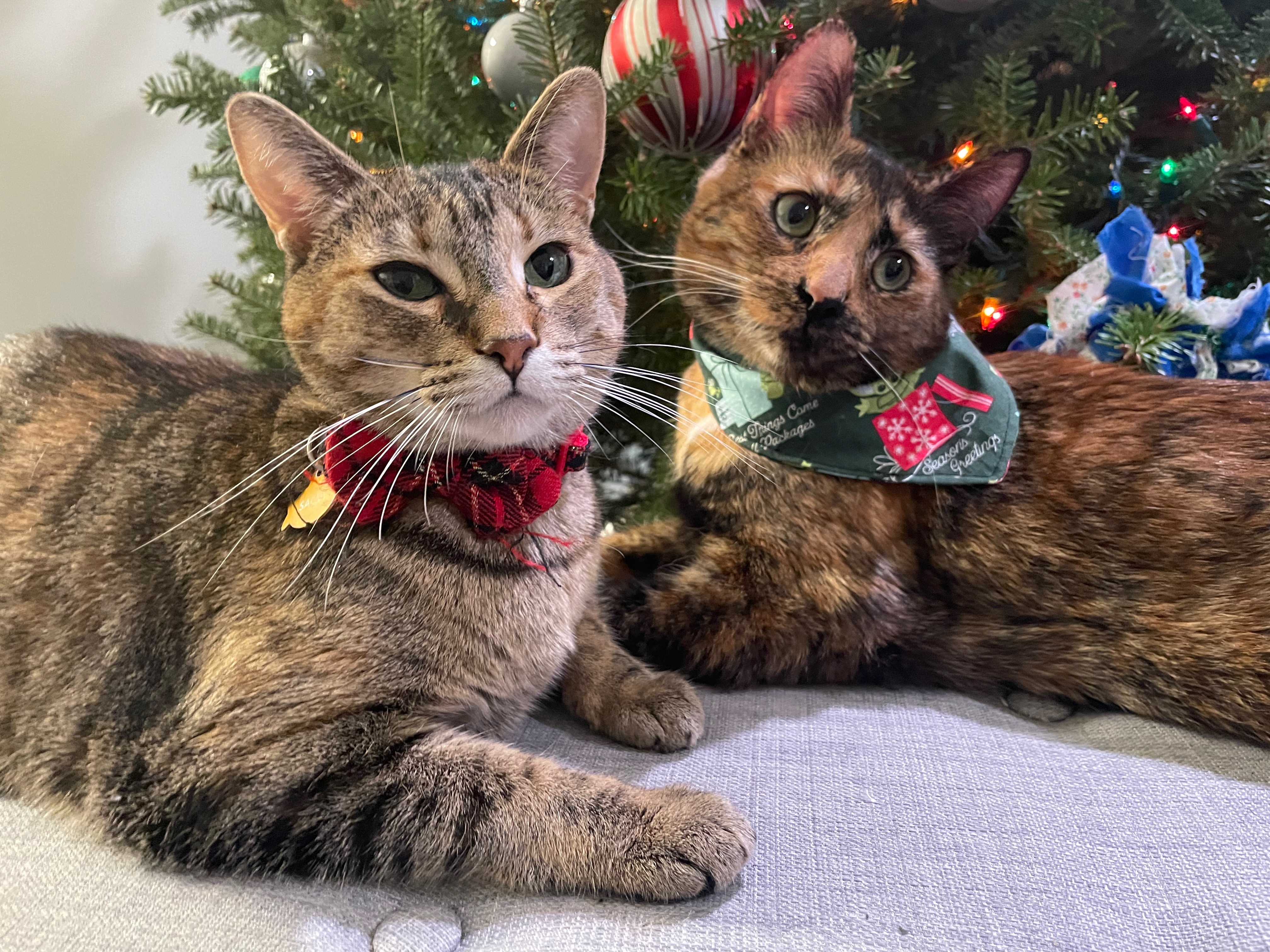 A photo of Sarah's 2 cats laying down on an ottoman with a christmas tree behind them. The cat on the left is a striped tabby and is wearing a red plad collar with a bow and a fish nametag. The cat on the right is a tortiseshell with lots of orange and brown fur and is wearing a green bandana with baby yoda jumping out of a christmas box.