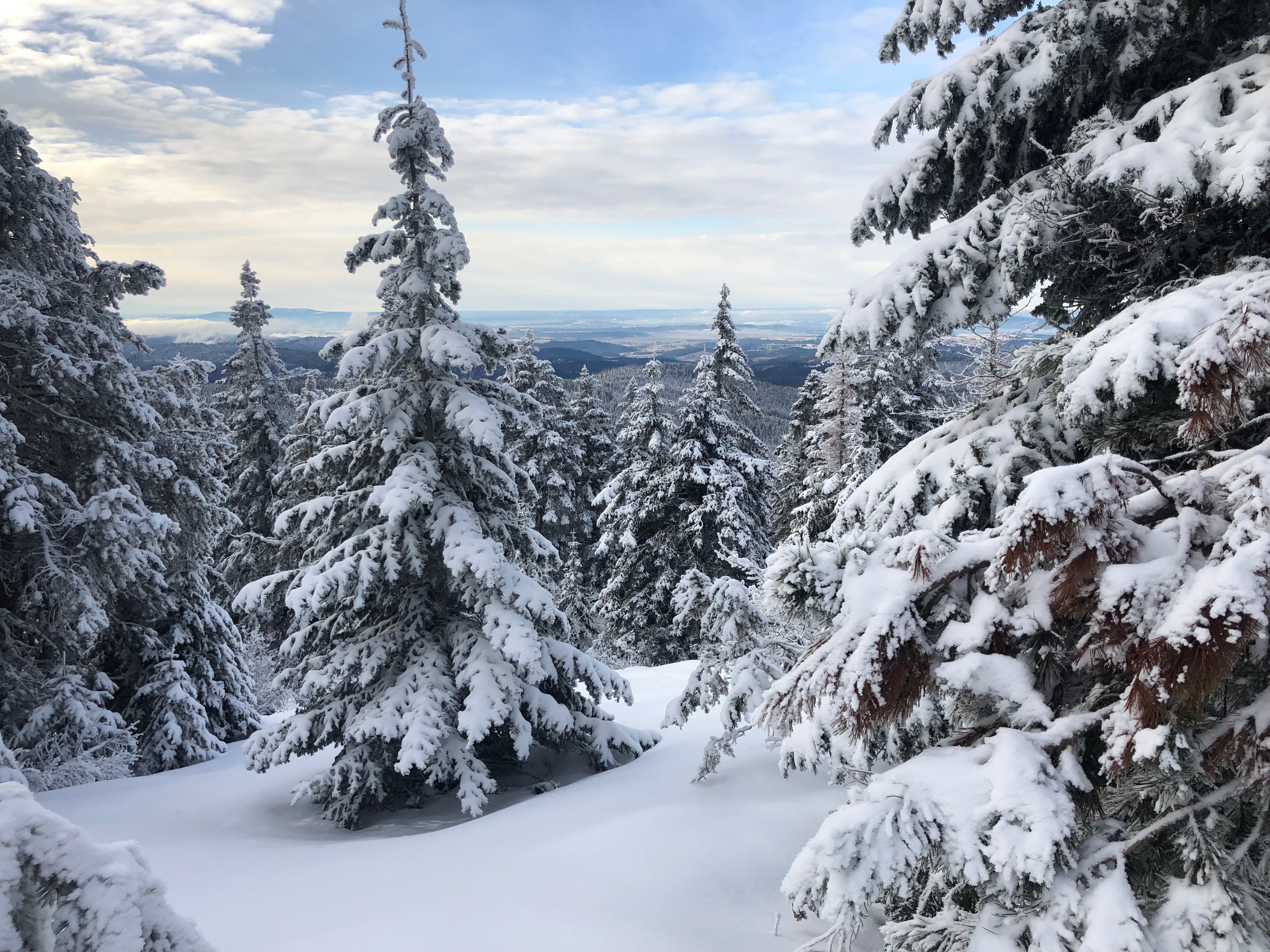 A photo of a snowy day with lots of pine trees in the foreground covered with fluffy snow and  blue skies with some clouds. Behind all the trees are rolling holls in various blue tones and lots of snow.